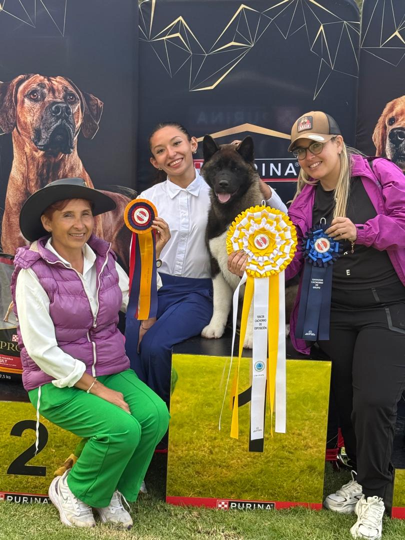 Compartimos nuestras fotos oficiales del Circuito Internacional de Bogotá (CIB) 2025 de la ACCC – Asociación Club Canino Colombiano, de nuestra pequeña Dr. Wolf Baby Blue (Fénix).