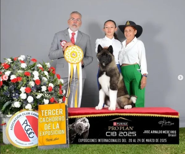 pequeña Dr. Wolf Baby Blue (Fénix).