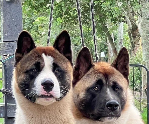 3543fdb1-a16c-49fd-8f33-7e02601ab8a8