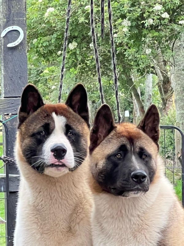 3543fdb1-a16c-49fd-8f33-7e02601ab8a8