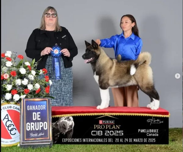 pequeña Dr. Wolf Baby Blue (Fénix).