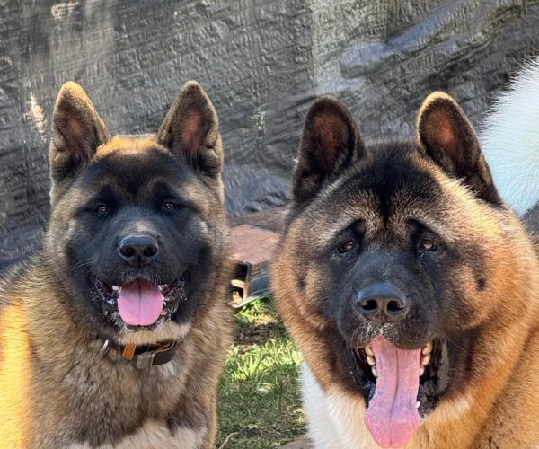 9ac55208-3022-4134-aad2-be427cde76ba