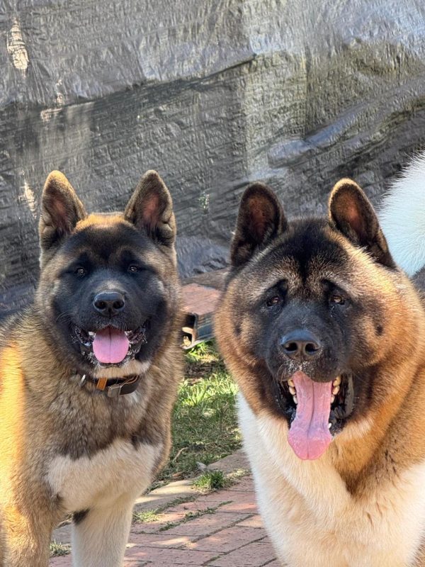 9ac55208-3022-4134-aad2-be427cde76ba