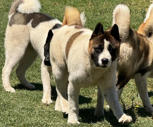 9f3c8240-e6f0-4b6f-ae42-0813614b7744