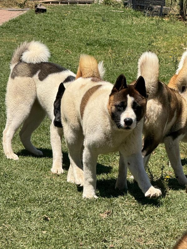 9f3c8240-e6f0-4b6f-ae42-0813614b7744